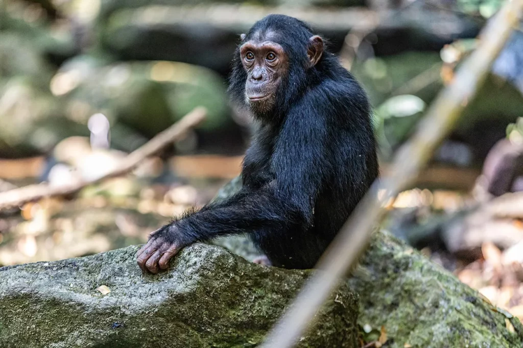 Young Chimpanzee at mahale