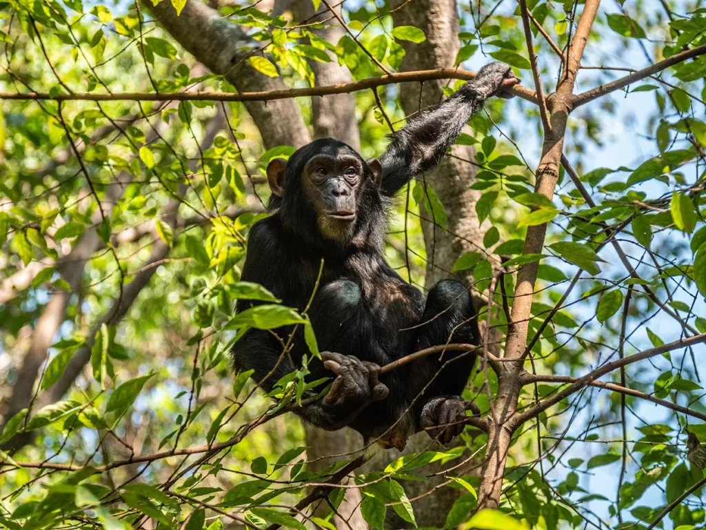 Chimpanzee in a tree at Mahale National Park