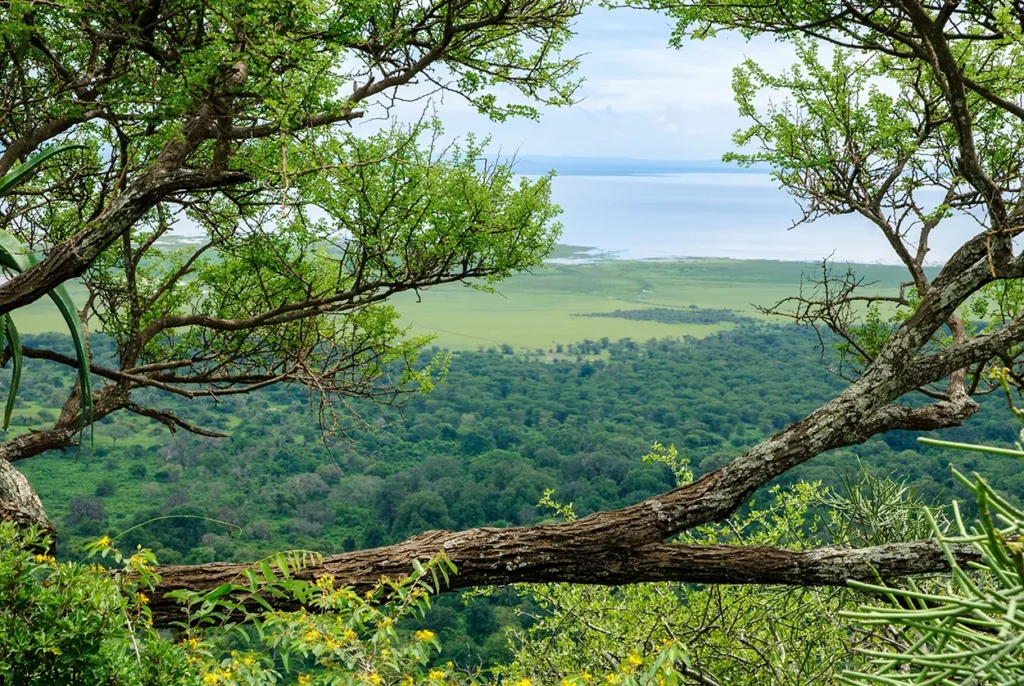 View of Ngorongoro Crater through green trees