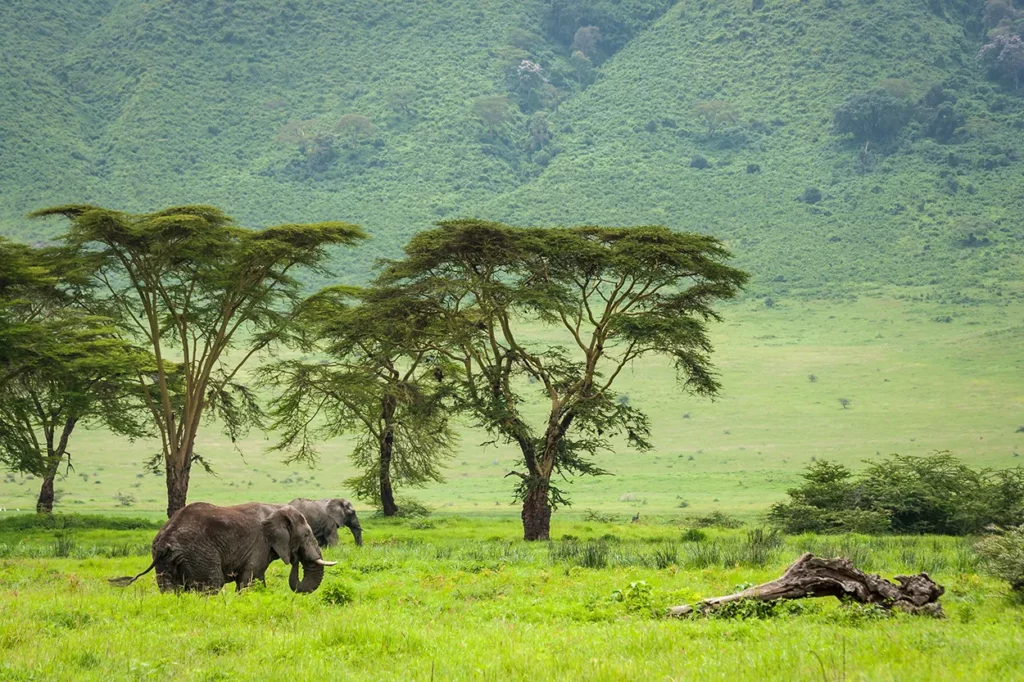 Elephant on the crater floor at Ngorongoro during green season