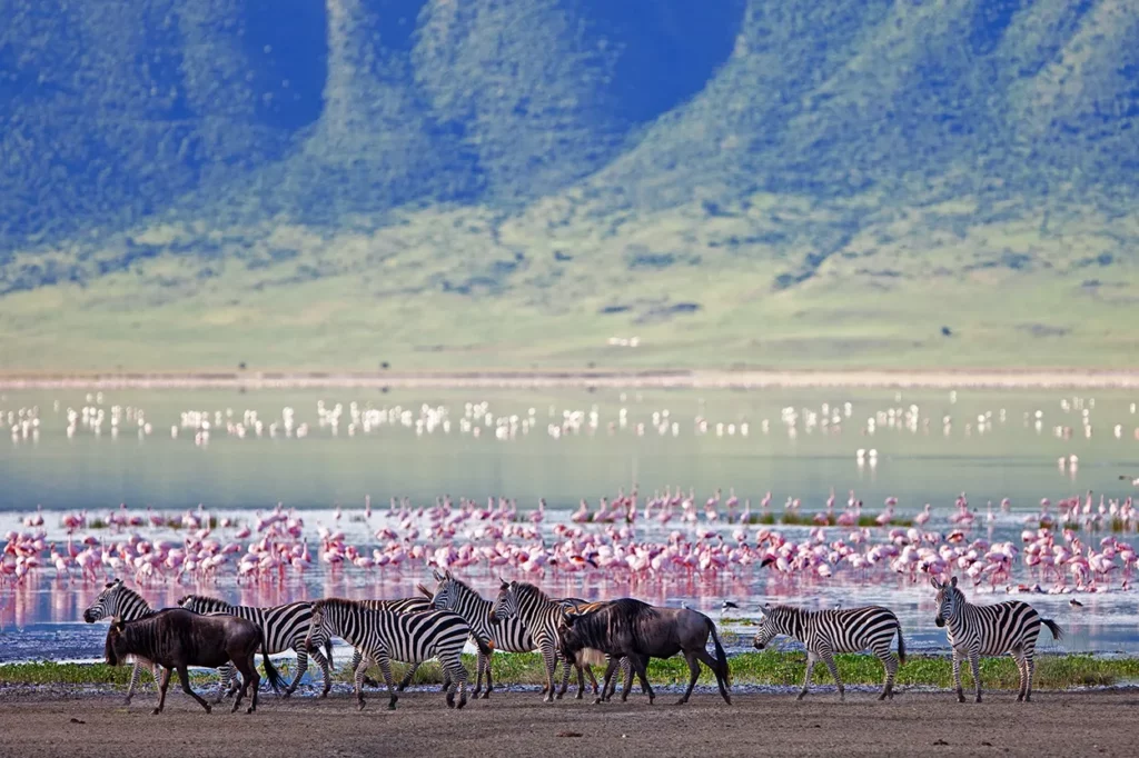 Flamingos in the lake at Ngorongoro Crater