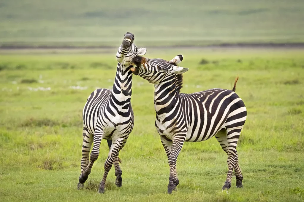 A couple of zebra interacting in the Ngorongoro Crater