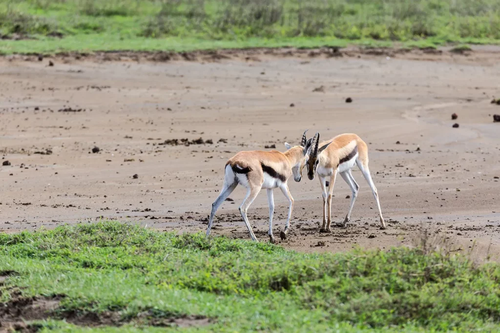 Gazelles rutting in Ngorongoro Crater