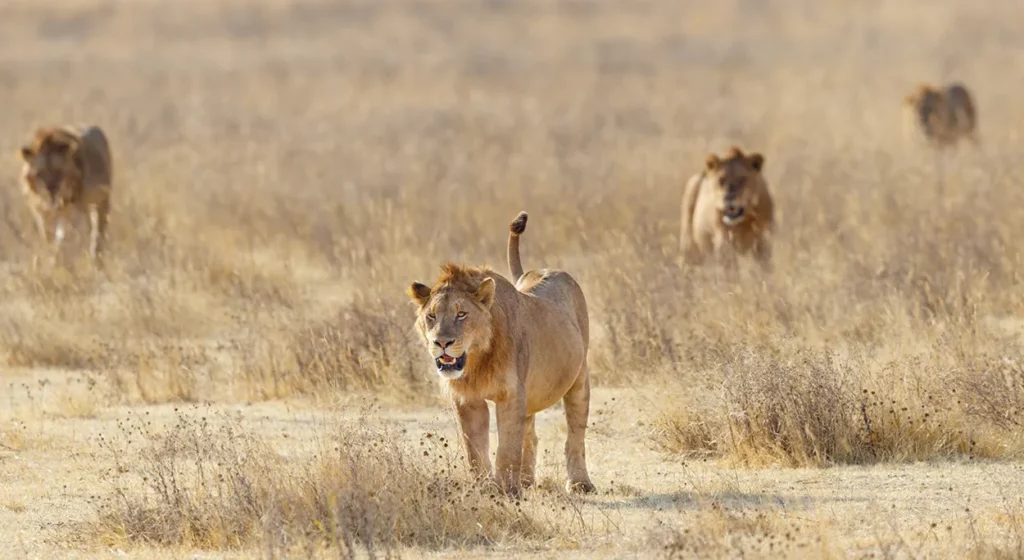 Lions on the hunt in Ngorongoro Crater