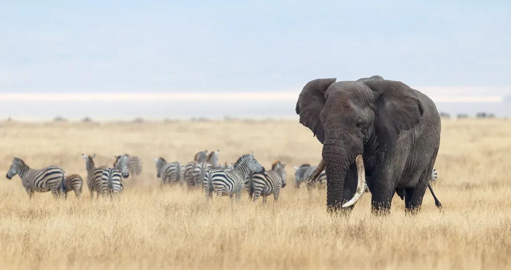 lovely scene with elephants and zebra in Ngorongoro crater