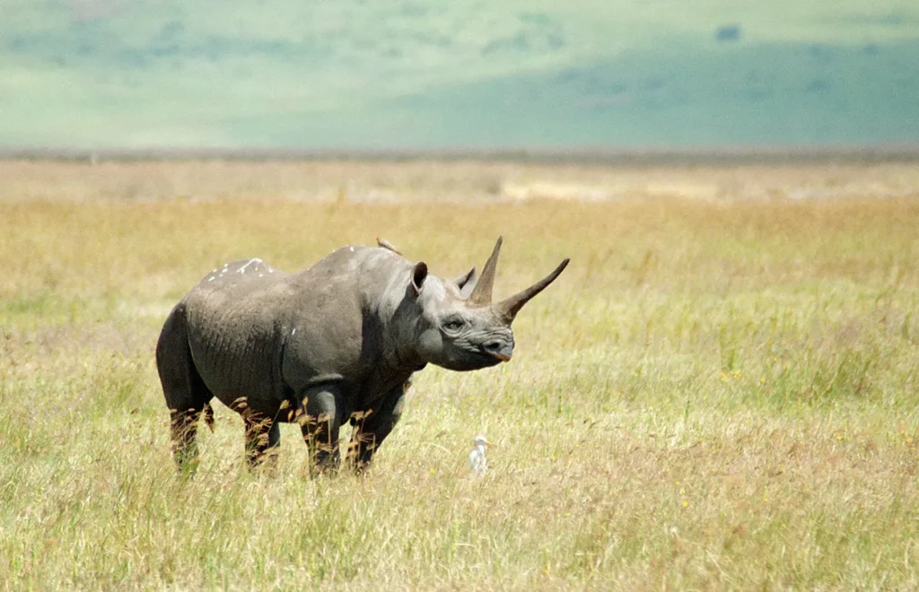 prehistoric animal in Ngorongoro Crater