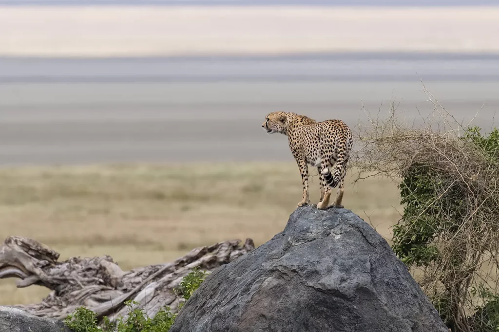 Cheetah scanning the enviroment from a rock in Ngorongoro Crater