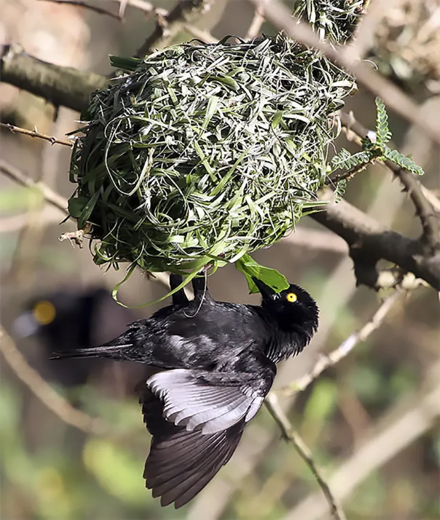 Vieillot's Black weaver building a nest on Rubondo Island