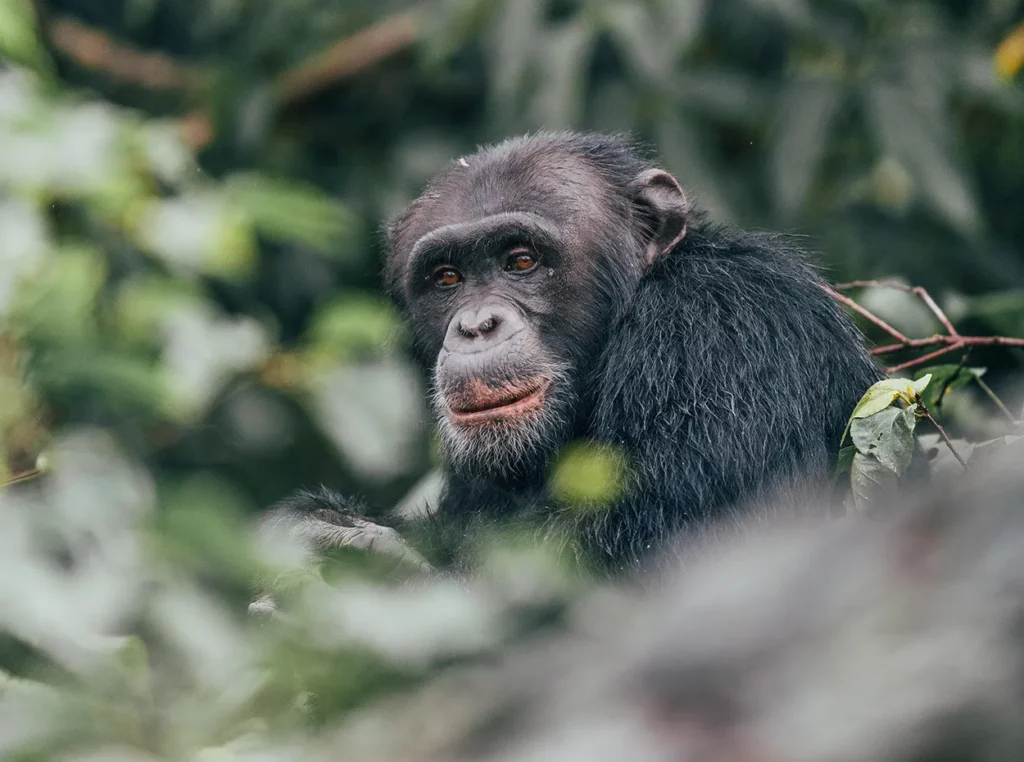 Close up of a chimpanzee in a tree on Rubondo Island