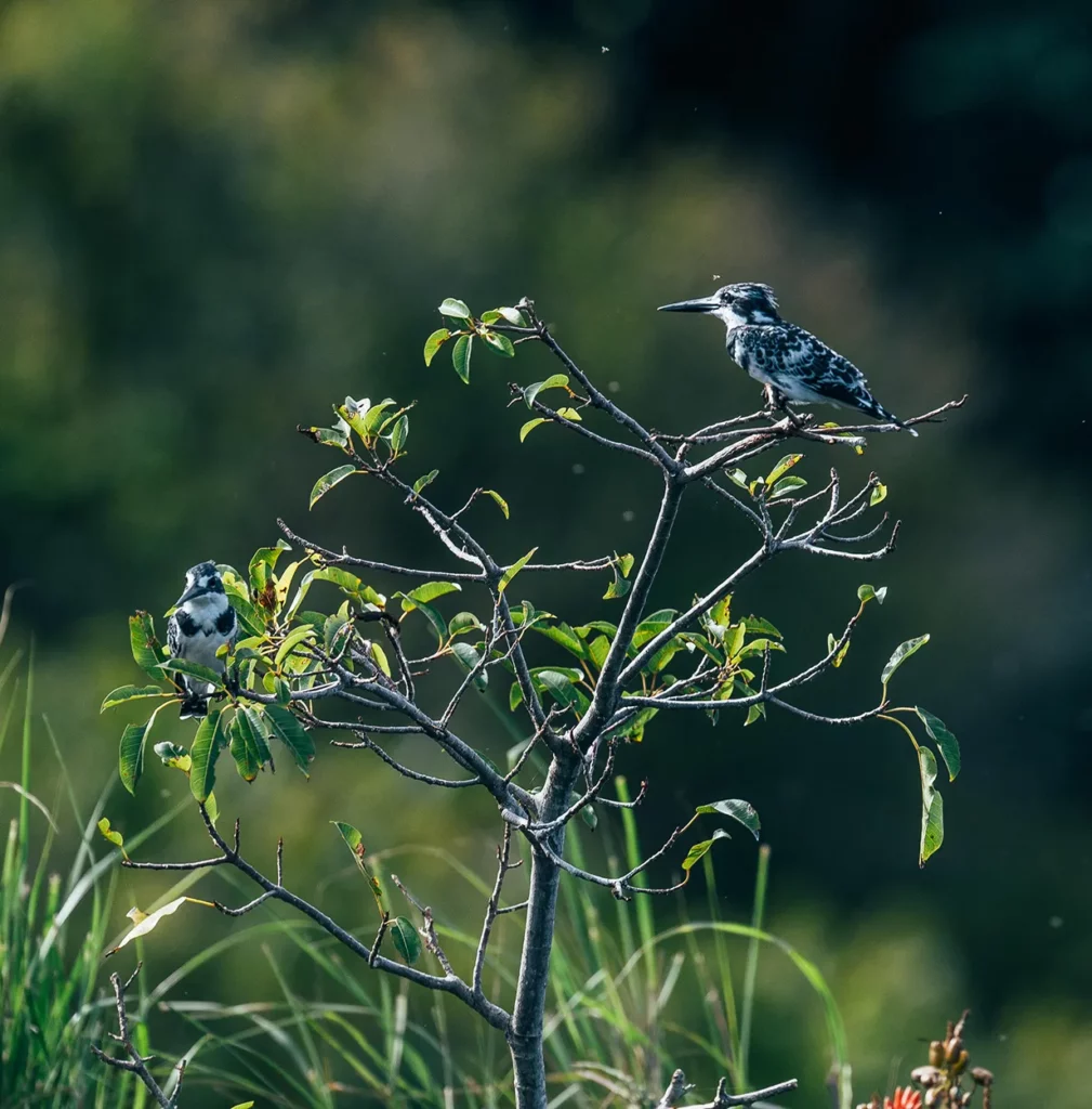 two Pied Kingfishers perched in a tree on Rubondo Island