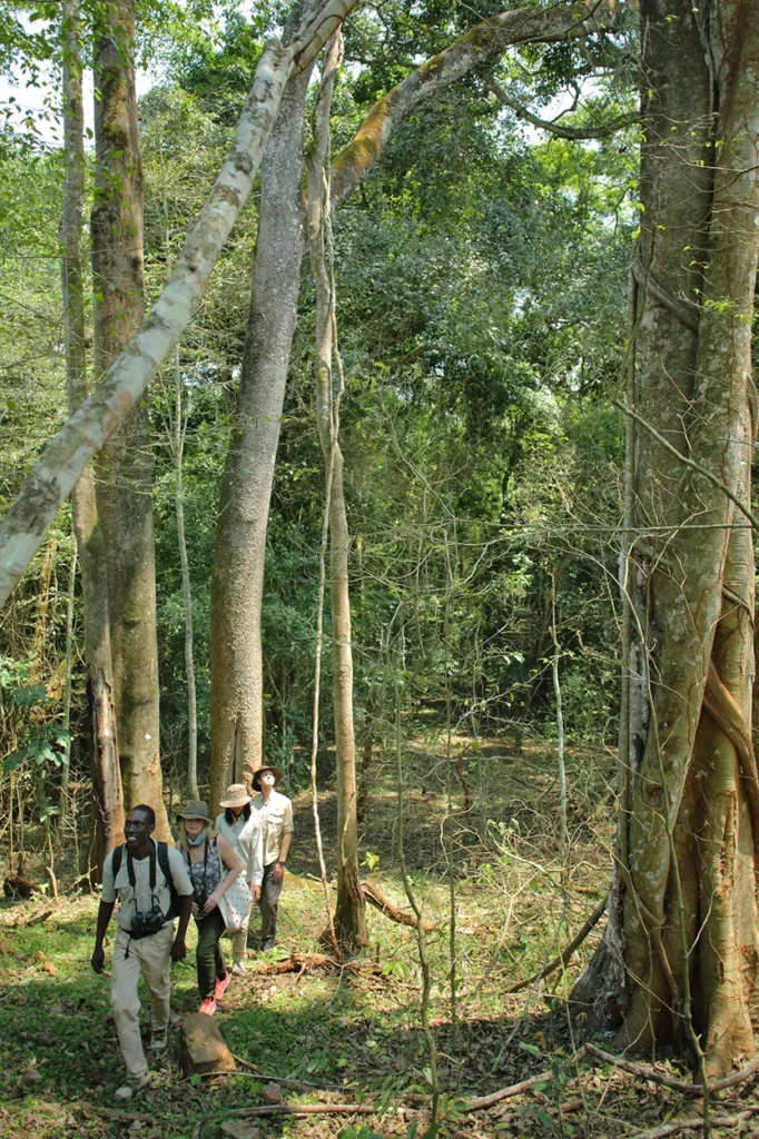 Chimpanzee trekking in the forests of Rubondo Island