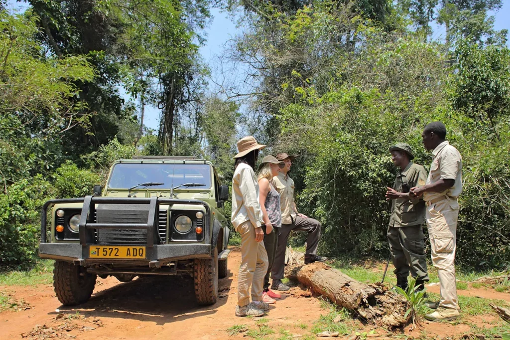 Guided Chimpanzee trekking in a game vehicle on Rubondo island