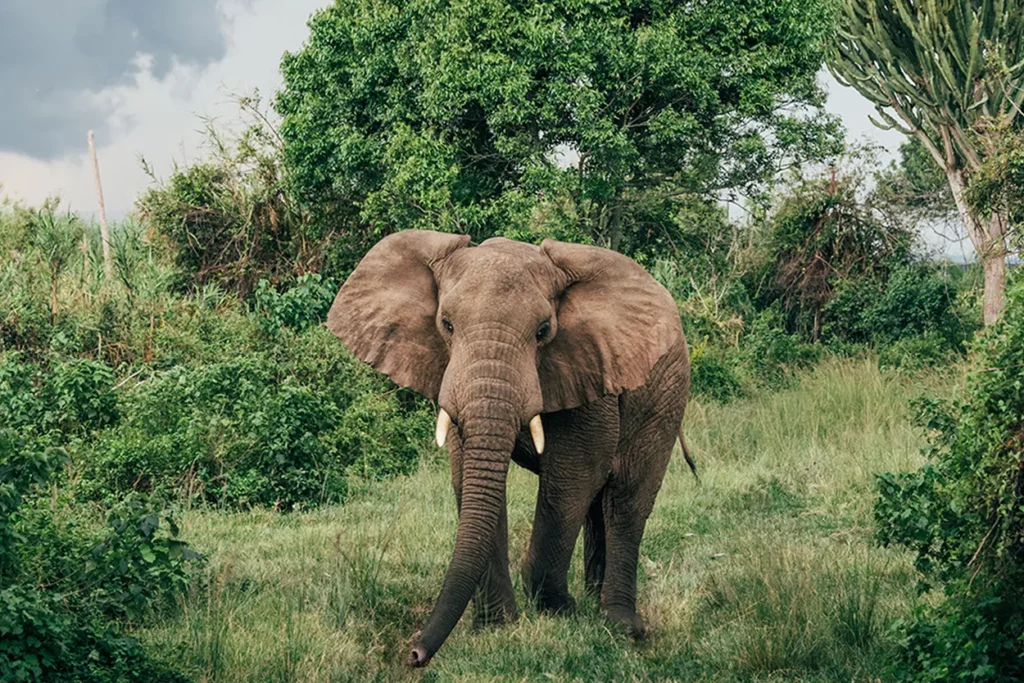 Rare elephant sighting on Rubondo Island