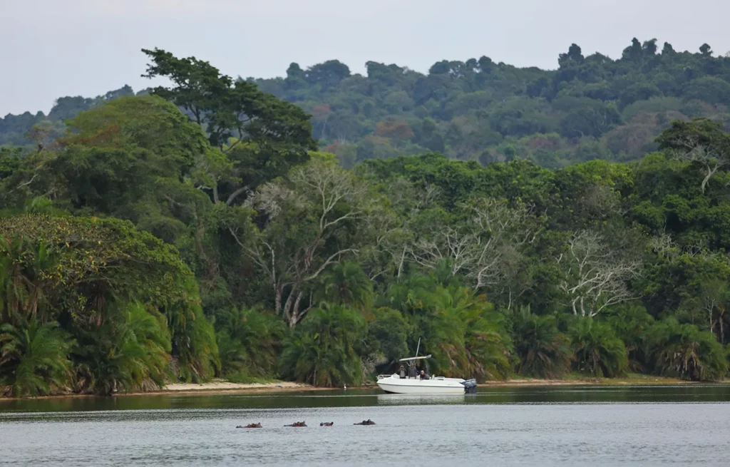 Chimpanzee trekking by Boat on Rubondo Island