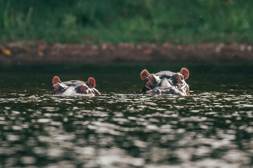 Hippos pop up to scan the lake near Rubondo island