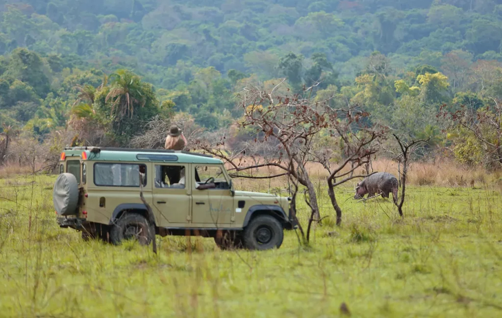 Hippo spotted out of the water on Rubondo Island