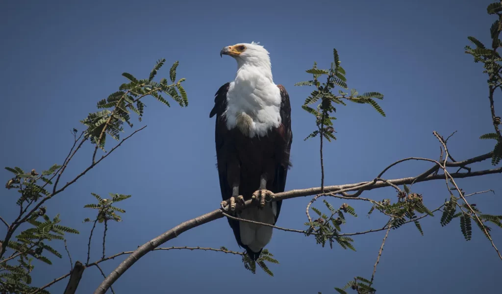 Fish Eagle perched on a branch at Rubondo Island