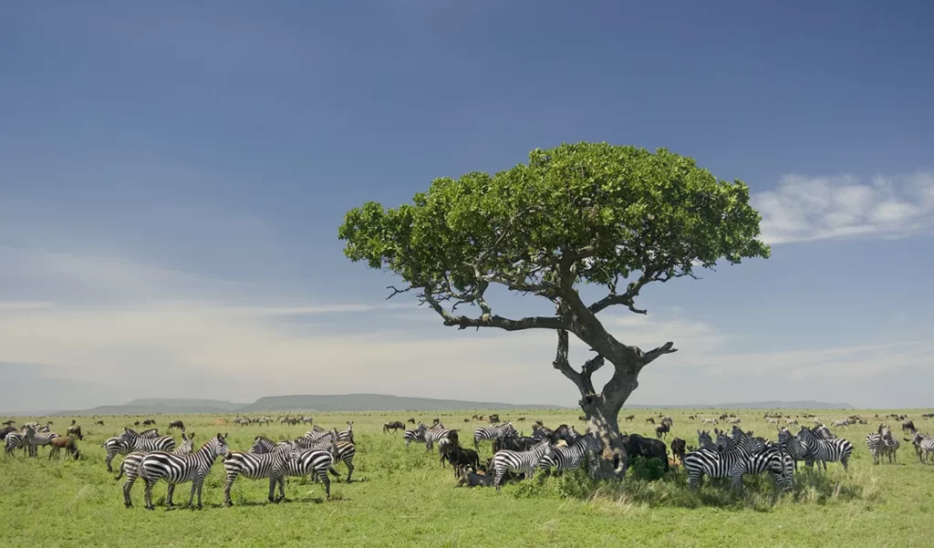 a herd (dazzle) of zebra fighting for the shade of an Acacia tree in Serengeti