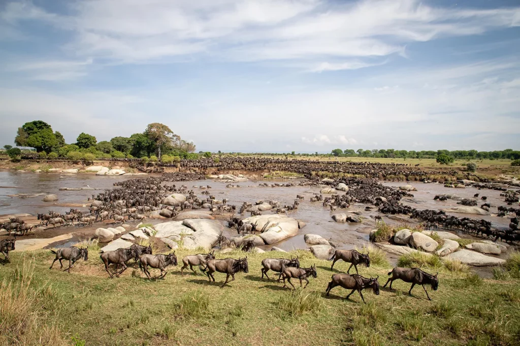 wildebeest crossing a river during the migration in Serengeti