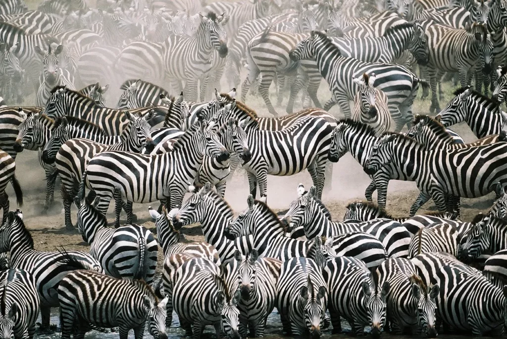 A dazzle of zebra in the Serengeti