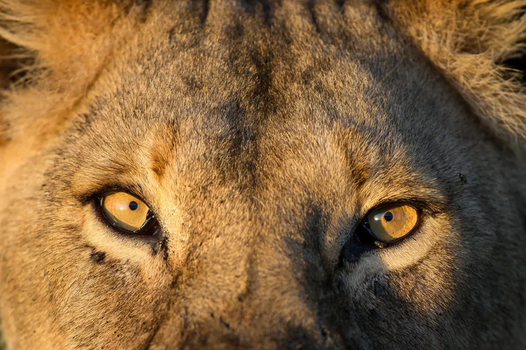 Close up of the lion king in the Serengeti