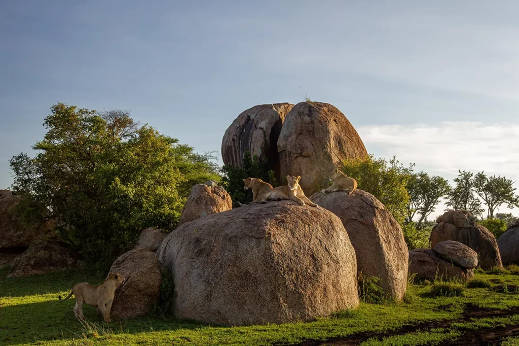 a pride of lion resting on a rock in the Serengeti.