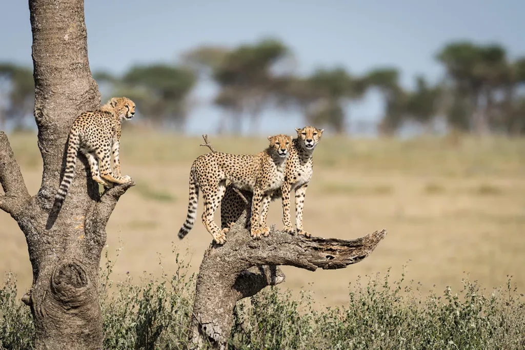 Cheetah scanning the terrain from a large branch in the Serengeti