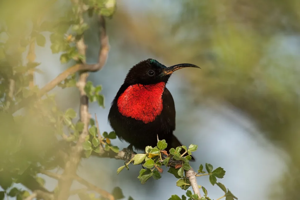 Scarlett chested sunbird in a tree in Sebrengeti