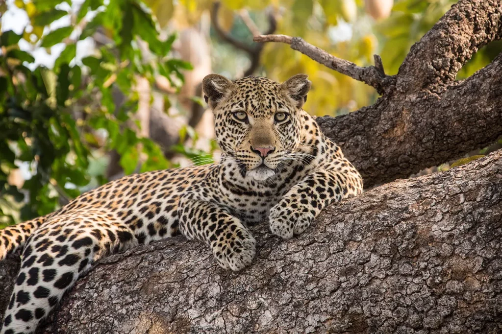 Leopard in the tree in the Serengeti