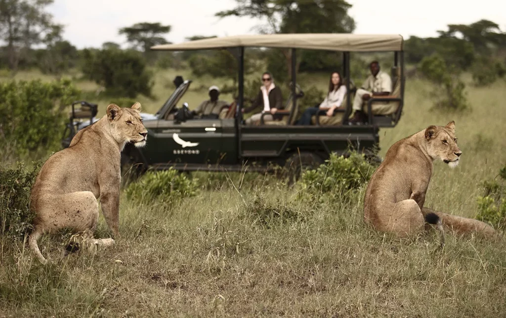 Lions spotted on a game drive in the Serengeti