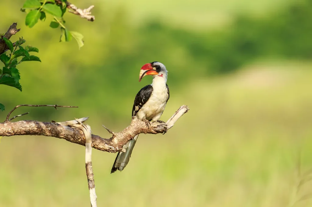 African hornbill in a tree in the Serengeti