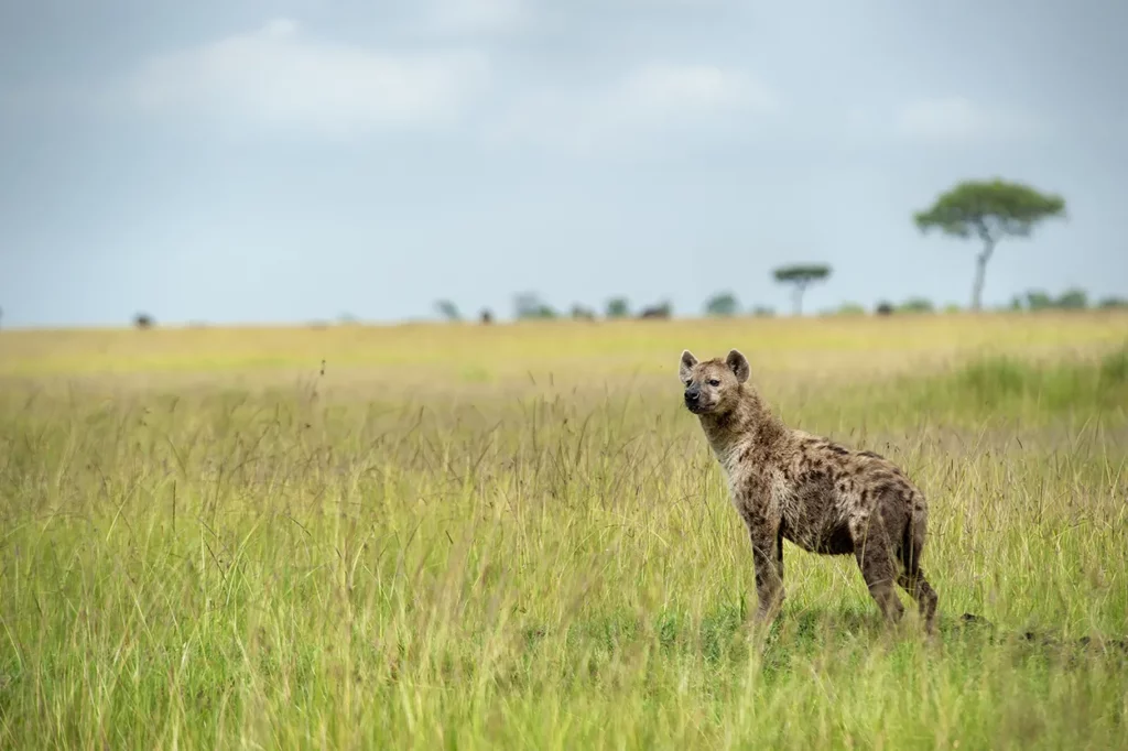 Spotted hyena prowls the savannah in Serengeti