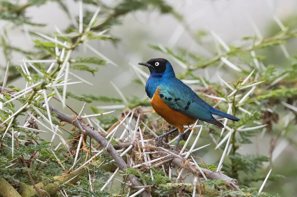 A Superb starling in the Serengeti