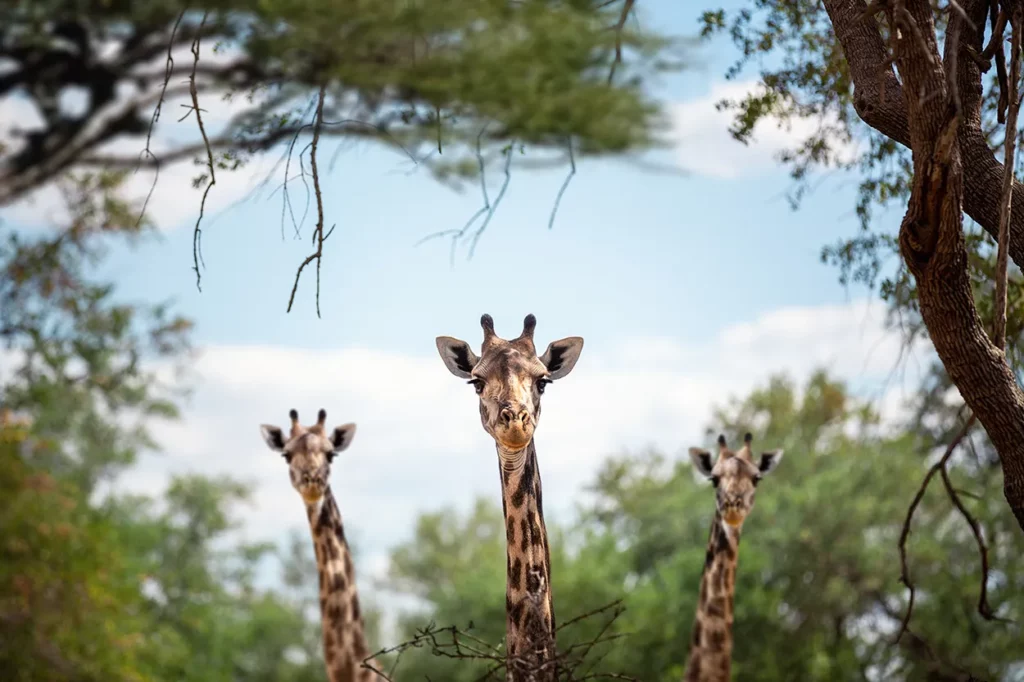 Giraffe looking down through the acacia trees in the Serengeti