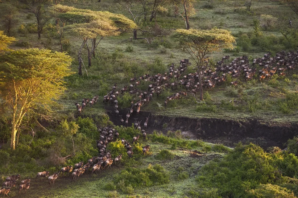 Aerial view of wildebeest crossing a river during the migration in Serengeti