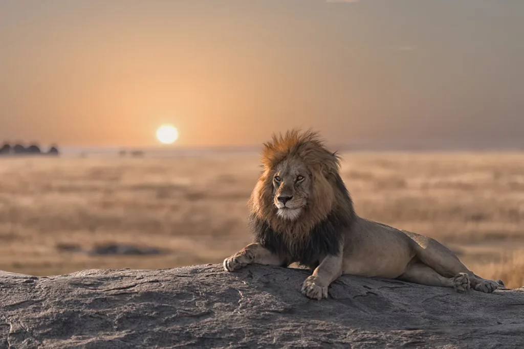 The Lion King surveys his kingdoms at sunset in the Serengeti