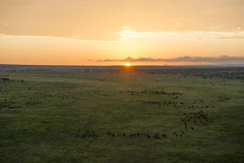 Sunset aerial view of wildebeest migration as from a hot air balloon