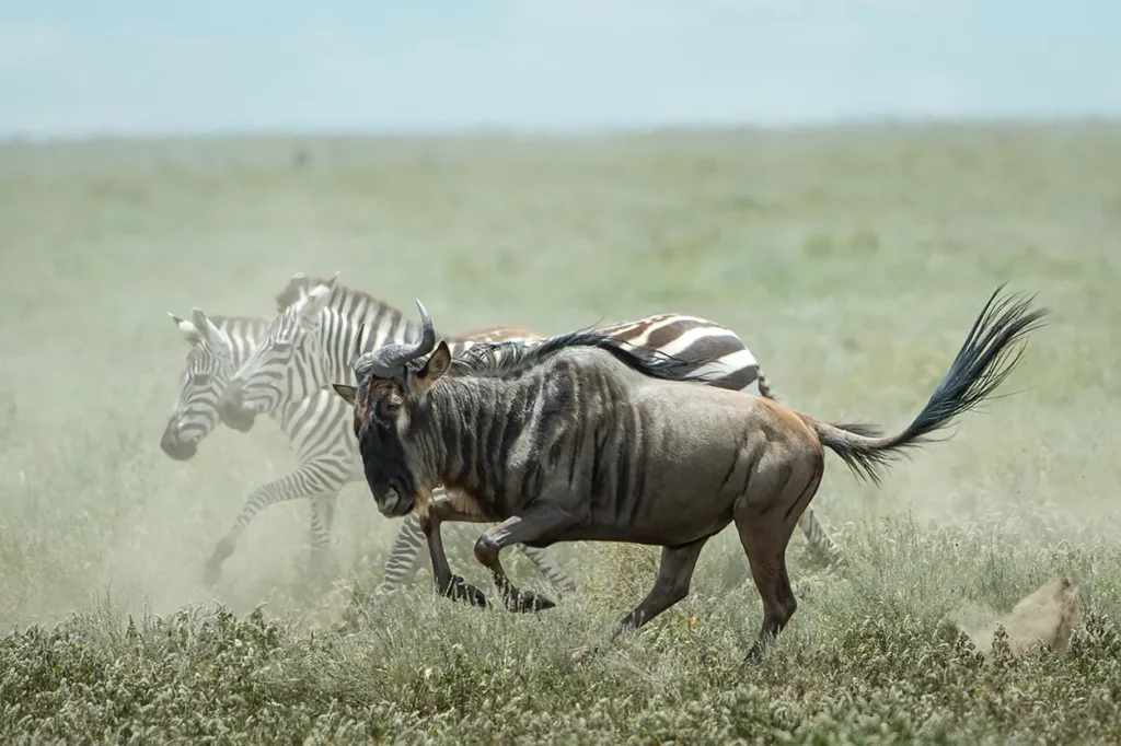 Wildebeest and Zebra during the migration in Serengeti, Tanzania