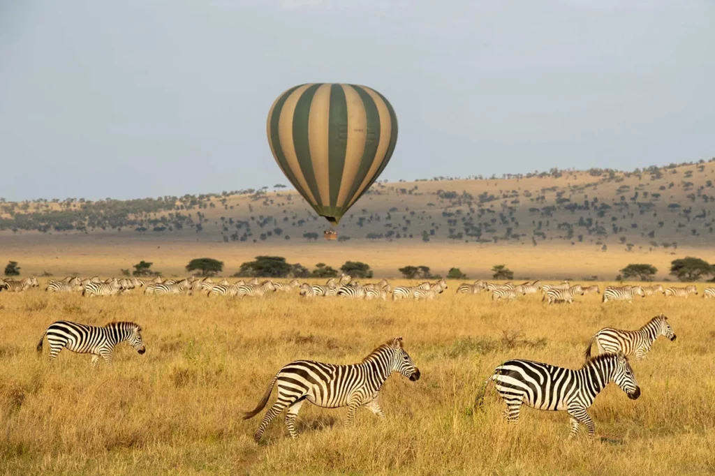 a hot air balloon glides above a herd of Wildebeest during the annual great wildebeest migration