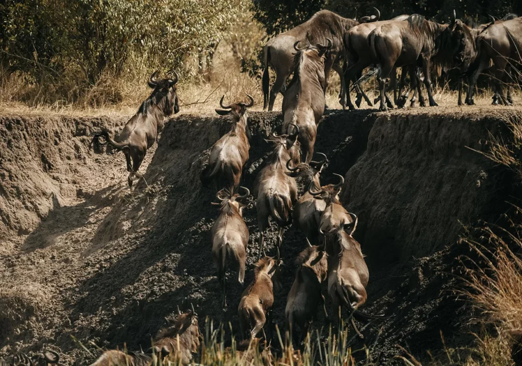 Wildebeest climbing down the river bank in Tanzania