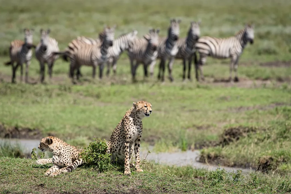 Cheetah on the lookout in Serengeti, Tanzania