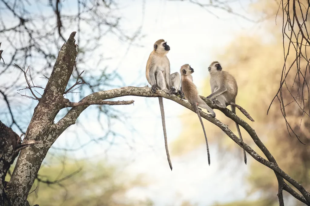 Monkeys in Tarangire National Park, perched on a branch.