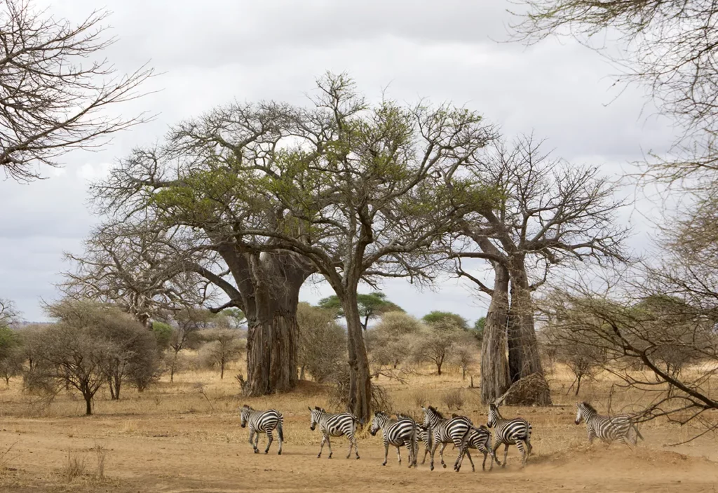 a dazzle of Zebra walk past massive baobabs in Tarangire National Park