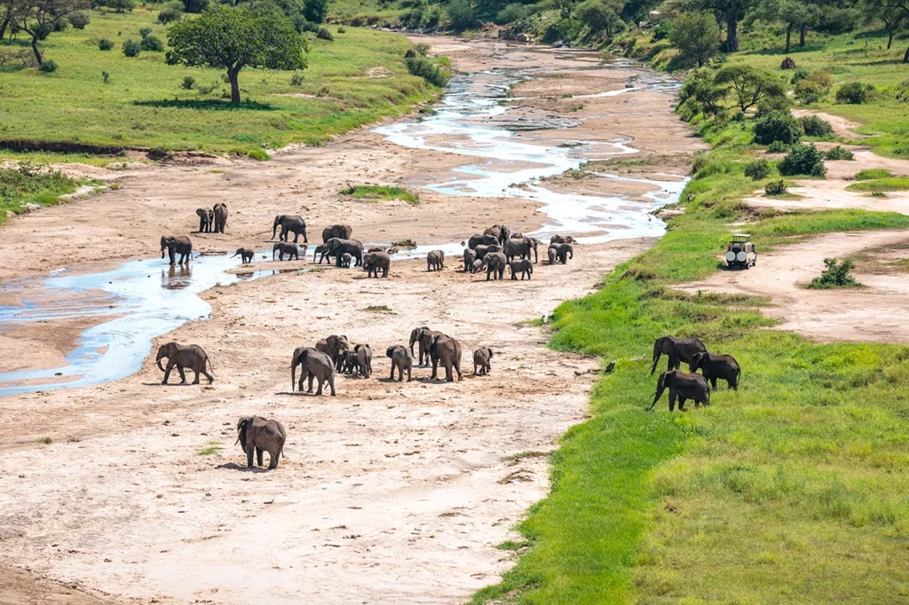 Elephants cross the Tarangire River