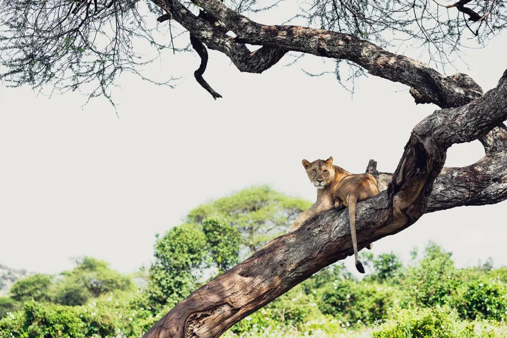 Tree climbing lion in Tarangire National Park