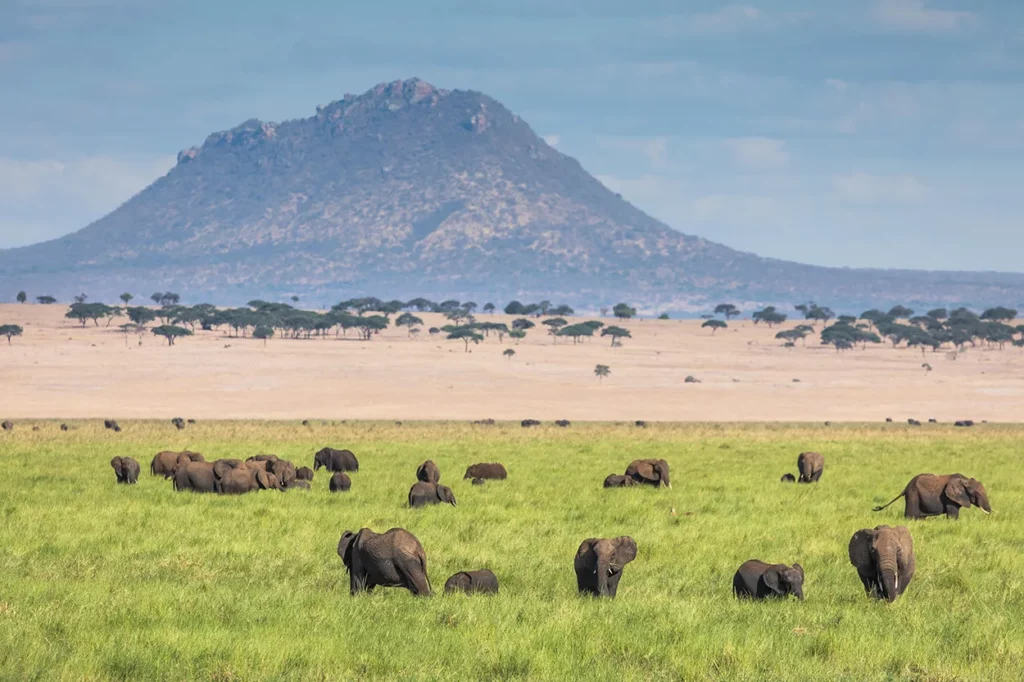 Elephants wallowing in the swamp in Tarangire National Park