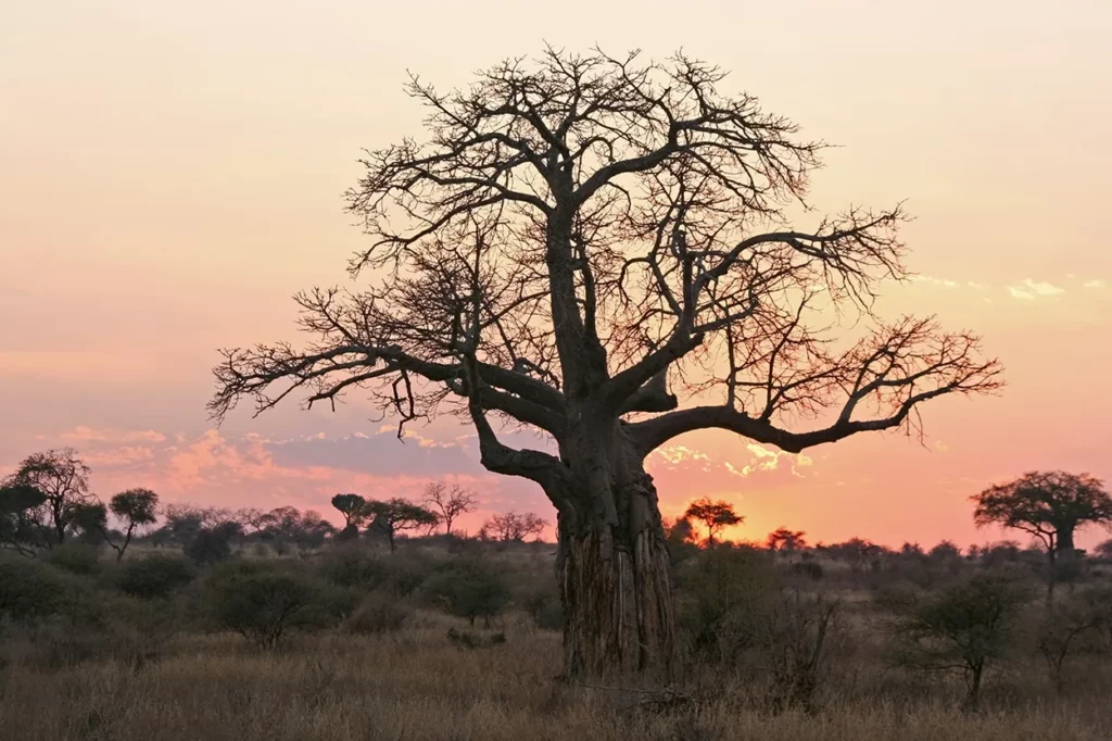 Ancient baobab at sunset in Tarangire National Park