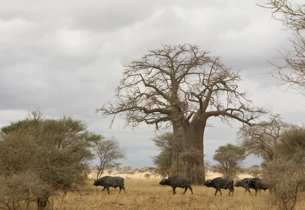 Buffalo walk past giant baobabs in Tarangire National Park