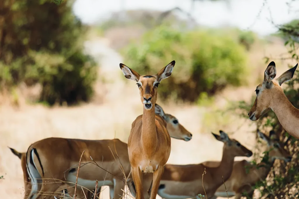 Impala in Taragire National Park in Tanzania