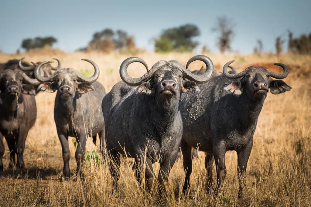 herd of buffalo in Tarangire National Park